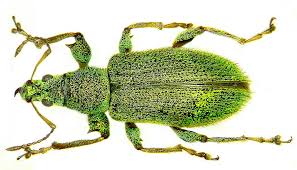 Attēlu rezultāti vaicājumam “Phyllobius”