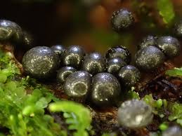 Attēlu rezultāti vaicājumam “Comatricha pulchella macro”