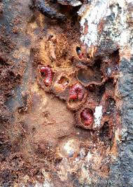 Attēlu rezultāti vaicājumam “Cossus cossus larva”