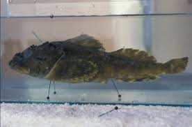 Image result for Myoxocephalus scorpioides