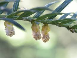 Attēlu rezultāti vaicājumam “Taxus baccata male flower”