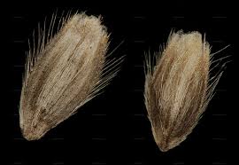 Attēlu rezultāti vaicājumam “Alopecurus aequalis”