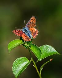 Attēlu rezultāti vaicājumam “Lycaena alciphron”