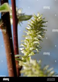 Attēlu rezultāti vaicājumam “Salix cinerea female flower”