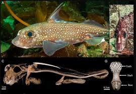 Image result for Hydrolagus colliei