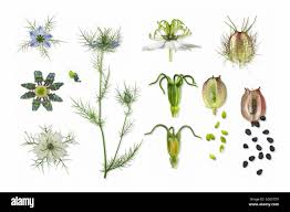Image result for Nigella damascena