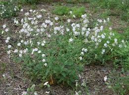 Attēlu rezultāti vaicājumam “Silene latifolia subsp. alba flower”