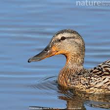 Attēlu rezultāti vaicājumam “Anas platyrhynchos”