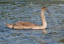Attēlu rezultāti vaicājumam “Cygnus olor juvenile”