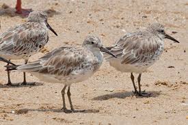 Image result for Calidris tenuirostris