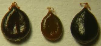 Attēlu rezultāti vaicājumam “Persicaria lapathifolia fruit”