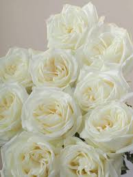 Image result for White Rose Polo Club