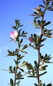 Attēlu rezultāti vaicājumam “Ononis arvensis bud”