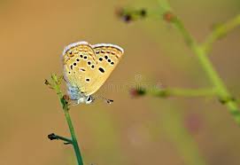 Attēlu rezultāti vaicājumam “Vacciniina optilete female”