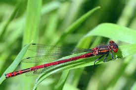 Attēlu rezultāti vaicājumam “Pyrrhosoma nymphula”