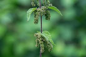 Attēlu rezultāti vaicājumam “Urtica dioica fruit”