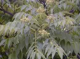 Attēlu rezultāti vaicājumam “Phellodendron amurense bud”