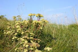 Attēlu rezultāti vaicājumam “Hylotelephium maximum flower”