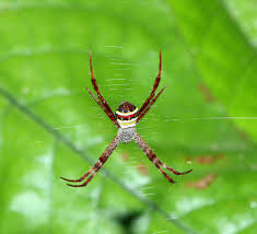 Image result for st andrews cross spider