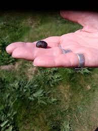 Attēlu rezultāti vaicājumam “Phronia sp. larva”