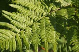 Attēlu rezultāti vaicājumam “Pteridium aquilinum”