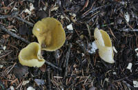 Attēlu rezultāti vaicājumam “Sowerbyella radiculata”