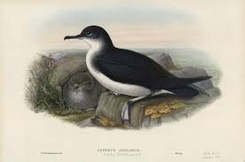 Image result for Puffinus puffinus