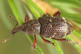 Attēlu rezultāti vaicājumam “Hylobius pinastri”