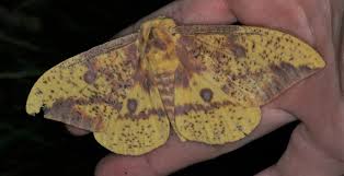 Attēlu rezultāti vaicājumam “Eulithis sp.”