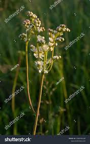 Attēlu rezultāti vaicājumam “Filipendula vulgaris bud”