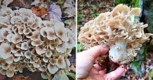 Attēlu rezultāti vaicājumam “Polyporus umbellatus”