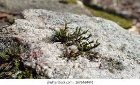 Attēlu rezultāti vaicājumam “Acrocarpous mosses”