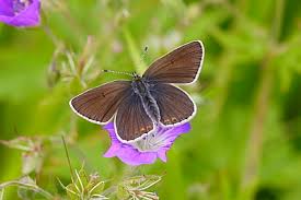 Attēlu rezultāti vaicājumam “Eumedonia eumedon underside”