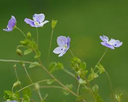 Attēlu rezultāti vaicājumam “Veronica filiformis flower”