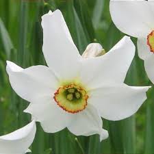 Attēlu rezultāti vaicājumam “Narcissus poeticus”