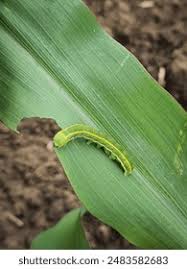 Attēlu rezultāti vaicājumam “Ceramica pisi”