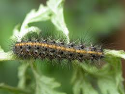 Attēlu rezultāti vaicājumam “Phragmatobia fuliginosa larva”