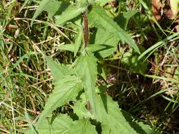 Attēlu rezultāti vaicājumam “Campanula trachelium leaf”