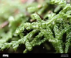 Attēlu rezultāti vaicājumam “Hypnum jutlandicum”