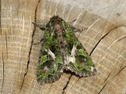 Attēlu rezultāti vaicājumam “Trachea atriplicis”