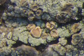 Attēlu rezultāti vaicājumam “Trapeliopsis flexuosa”