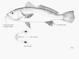 Image result for Argyrosomus regius