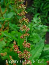 Attēlu rezultāti vaicājumam “Rumex obtusifolius flower”