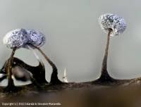 Attēlu rezultāti vaicājumam “Didymium bahiense”