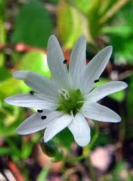 Attēlu rezultāti vaicājumam “Stellaria crassifolia”