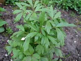 Attēlu rezultāti vaicājumam “Anemone sylvestris leaf”