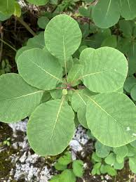 Attēlu rezultāti vaicājumam “Cotinus coggygria leaf”