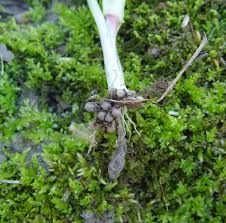 Attēlu rezultāti vaicājumam “Ficaria verna leaf”