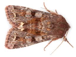 Attēlu rezultāti vaicājumam “Ceramica pisi larva”