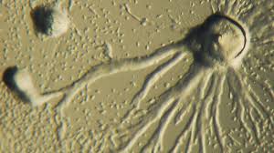 Attēlu rezultāti vaicājumam “Didymium crustaceum sessile”